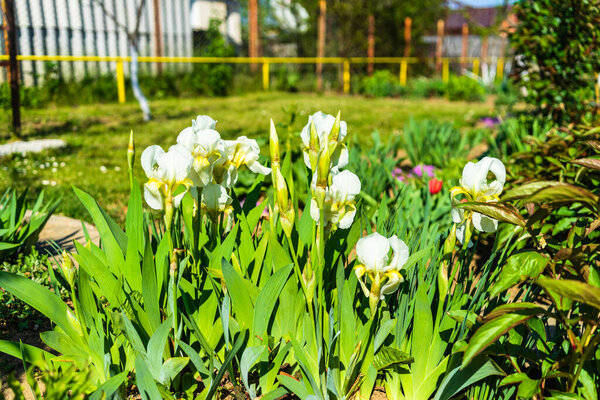Белые цветы радужки изолированы в саду
.