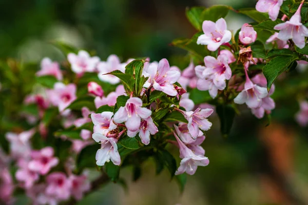 美しいピンクの花のクローズアップ庭に隔離されたWeigela — ストック写真