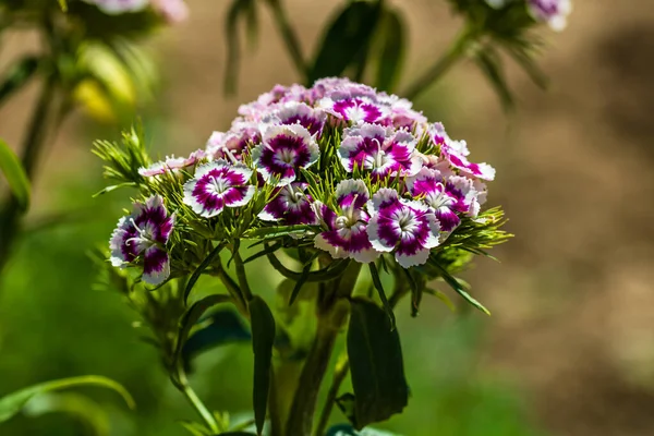 Colorful Dianthus Flower Dianthus Chinensis Blooming Garden Close — Stock Photo, Image