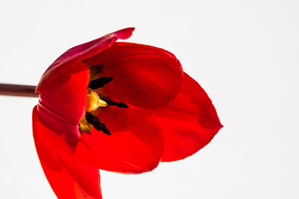 Macro Tiro Uma Tulipa Vermelha Isolada Tulipa Pistil Perto Detalhes — Fotografia de Stock