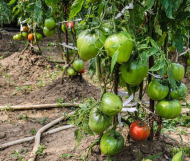 Bahçedeki bir dalda olgunlaşmamış domatesler..