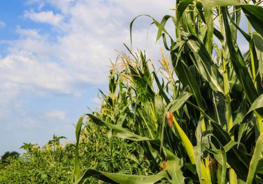 Bahçede olgunlaşmamış yeşil mısır. Güneşli bir günde mısır sapları, çiçekler ve yapraklar.