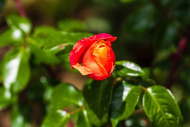 Kapatın ve turuncu gül tomurcuklarına odaklanın..
