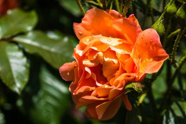 Kapatın ve açık havada turuncu güllere odaklanın..