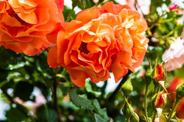 Kapatın ve açık havada turuncu güllere odaklanın..