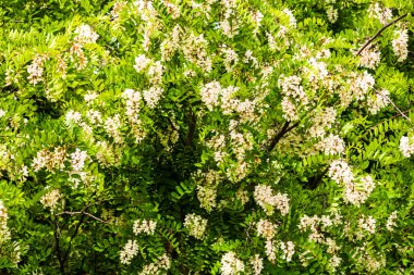Çiçek açan akasya ağacı (Robinia psödoacia). Akasya çiçek dalları yeşil bir altyapıya sahiptir