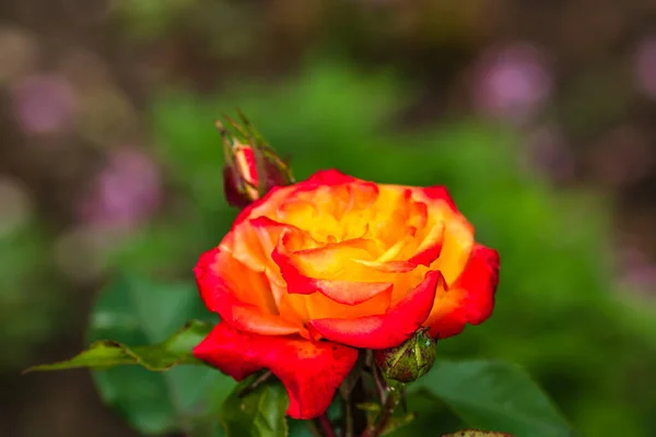 Gros Plan Mise Point Sélective Sur Rose Orange Extérieure — Photo