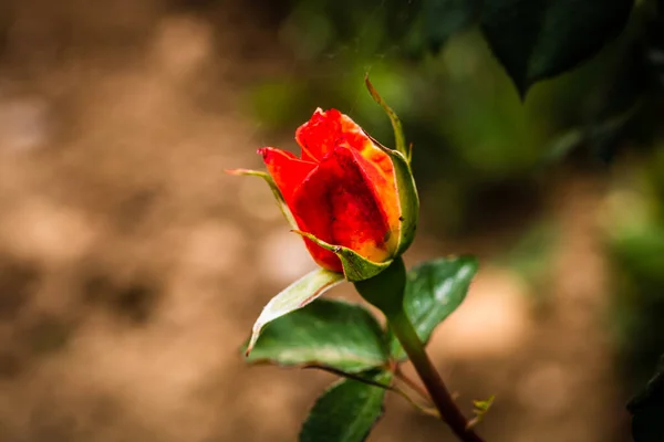 Close Laranja Rosa Botão Isolado Jardim — Fotografia de Stock