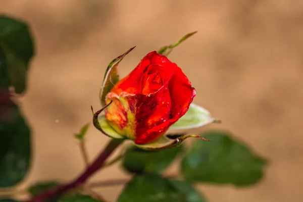 Close Bocciolo Rosa Arancione Isolato Giardino — Foto Stock