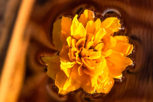 Макро Снимок Керриа Японика Полноцветковый Цветок Изолирован Воде Желтая Японская — стоковое фото