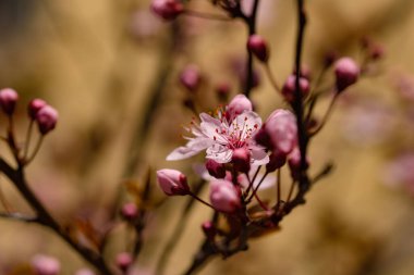 Kiraz çiçeklerine yakın izole çiçekler, kiraz çiçekleri arka plan.
