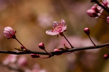 Kiraz çiçeklerine yakın izole çiçekler, kiraz çiçekleri arka plan.