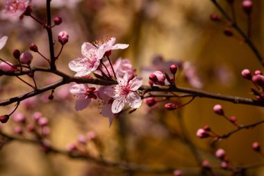 Kiraz çiçeklerine yakın izole çiçekler, kiraz çiçekleri arka plan.
