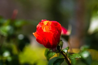 Kapatın ve turuncu gül tomurcuklarına odaklanın..