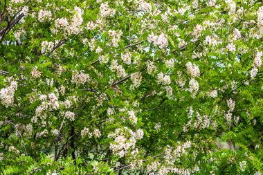 Çiçek açan akasya ağacı (Robinia psödoacia). Akasya çiçek dalları yeşil bir altyapıya sahiptir