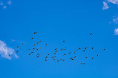 Birçok güvercin mavi gökyüzünde uçuyor.