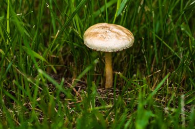 Ormanda izole edilmiş vahşi bir mantara yaklaş.