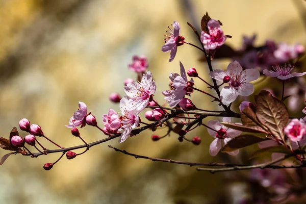 孤立した桜の花のクローズアップ 桜の背景 — ストック写真