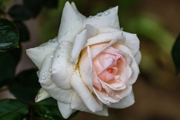 Primer Plano Rosa Blanca Con Gotas Lluvia Sobre Fondo Hojas —  Fotos de Stock