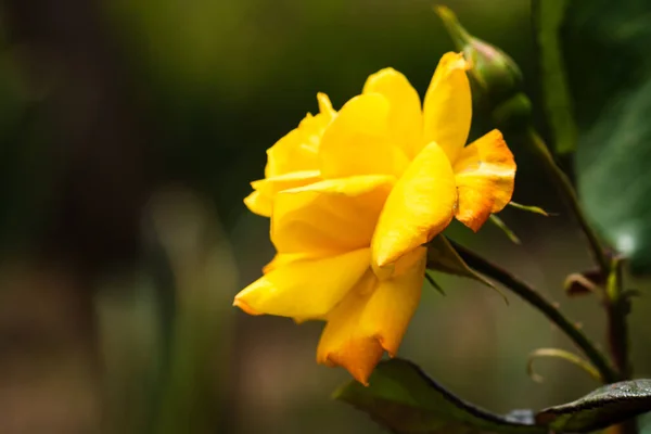 Zblízka Žluté Růže Květ Izolované Pozadím Zelených Listů — Stock fotografie