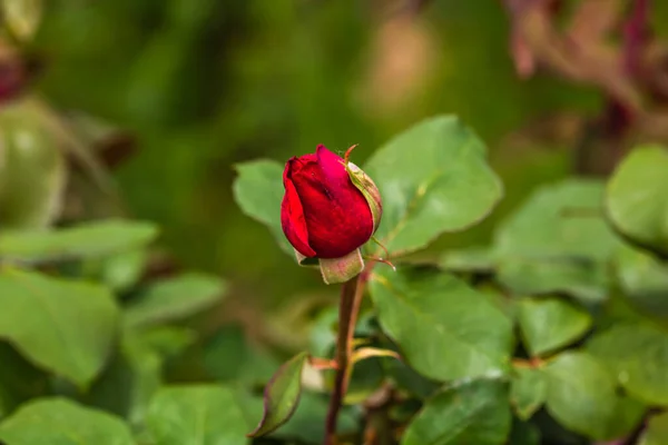 Primo Piano Brillante Fioritura Bocciolo Rosa Rossa Sfondo Foglie Verdi — Foto Stock