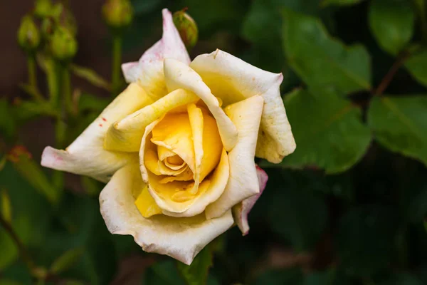 Nahaufnahme Der Gelben Rose Blume Isoliert Mit Hintergrund Der Grünen — Stockfoto