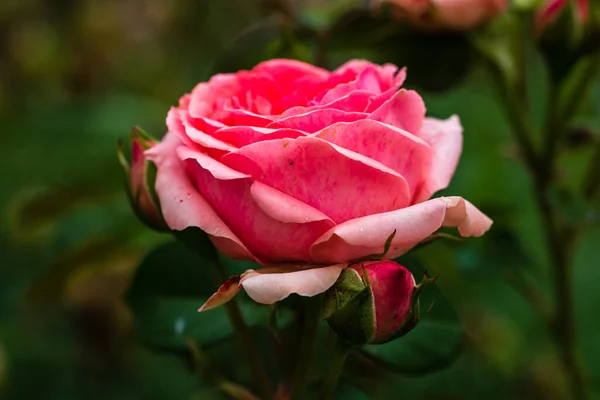 Primer Plano Rosa Rosada Con Fondo Hojas Verdes Jardín —  Fotos de Stock