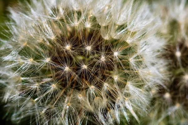 Detail Fotografie Makro Záběr Detaily Pampelišky Květiny Izolované — Stock fotografie