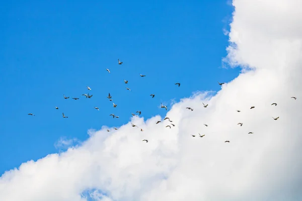 Many Pigeons Birds Flying Cloudy Sky — Stock Photo, Image