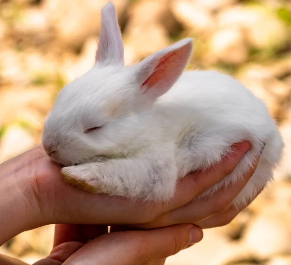 Mano Sosteniendo Pequeño Conejo Blanco Bebé Aislado Sobre Fondo Borroso — Foto de Stock