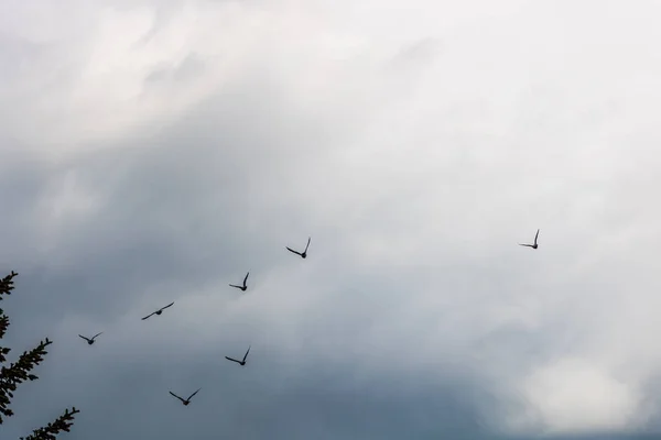 Many Pigeons Birds Flying Cloudy Sky — Stock Photo, Image