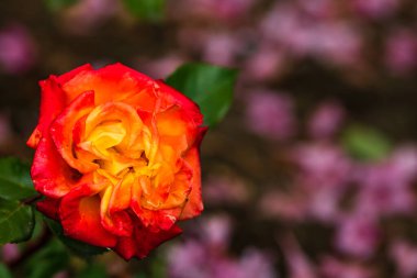 Kapatın ve açık havada turuncu güllere odaklanın..