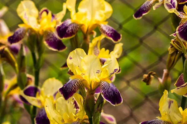 Close up of colorful iris flowers isolated in a garden.