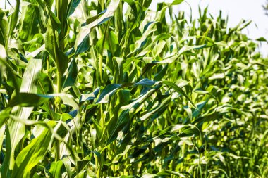 Yeşil mısır tarlasında büyüyen güneş ışığı, tarımda yetişen yeşil mısırın ayrıntıları.