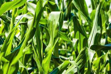 Yeşil mısır tarlasında büyüyen güneş ışığı, tarımda yetişen yeşil mısırın ayrıntıları.