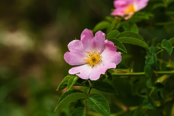 Blisko Dzikiej Różowej Róży Rosa Canina Kwiaty Zewnątrz Świetle Słonecznym — Zdjęcie stockowe