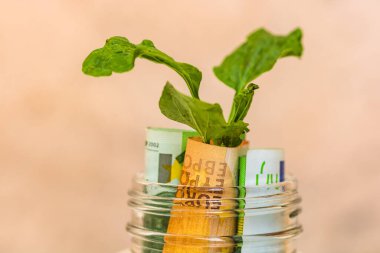 Metin, yatırım ve finans ve para büyümesi kavramı için kopyalama alanı olan cam bir kavanozdaki banknotlardan büyüyen bitki
