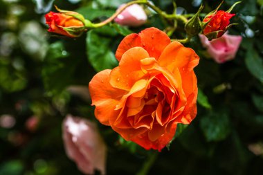 Kapatın ve açık havada turuncu güllere odaklanın..