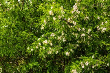 Çiçek açan akasya ağacı (Robinia psödoacia). Akasya çiçek dalları yeşil bir altyapıya sahiptir