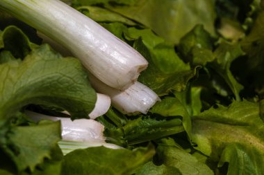 Bir avuç yeşil soğan ve yeşil salata. Taze soğan detayı, sağlıklı gıda konsepti.