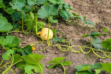 Bahçede yetişen portakal renkli balkabağı..