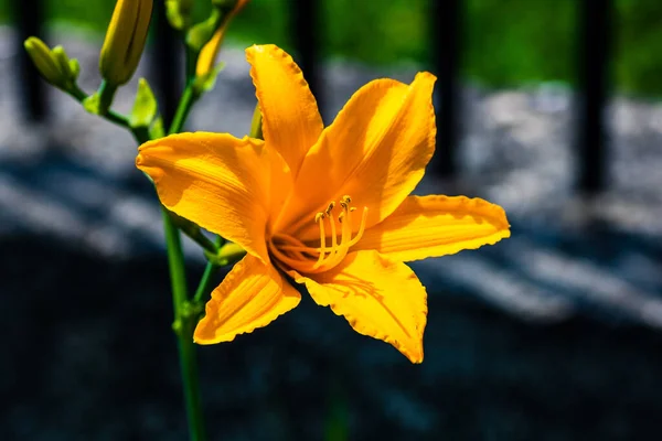 Закрыть Желтый Лилий Красивый Цветок Саду — стоковое фото