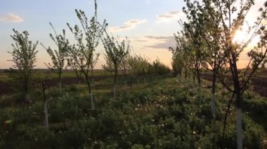 Yaz boyunca meyve bahçesinde gün batımı