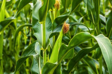 Yeşil mısır tarlasında büyüyen güneş ışığı, tarımda yetişen yeşil mısırın ayrıntıları.