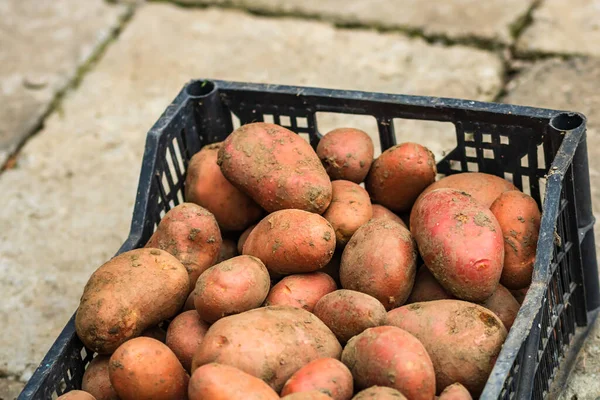 Świeże Organiczne Brudne Ziemniaki Zbliżenie Zebranych Ziemniaków Izolowanych Czarnej Plastikowej — Zdjęcie stockowe