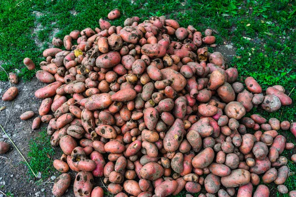 Patate Fresche Biologiche Sporche Primo Piano Delle Patate Danneggiate Dalla — Foto Stock