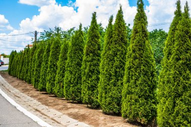 Thuja arborvitae ağaçları, bahçedeki süs çalıları..