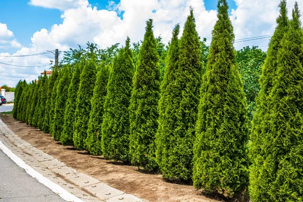 Drzewa Arborvitae Thuja Rząd Krzewów Ozdobnych Ogrodzie — Zdjęcie stockowe