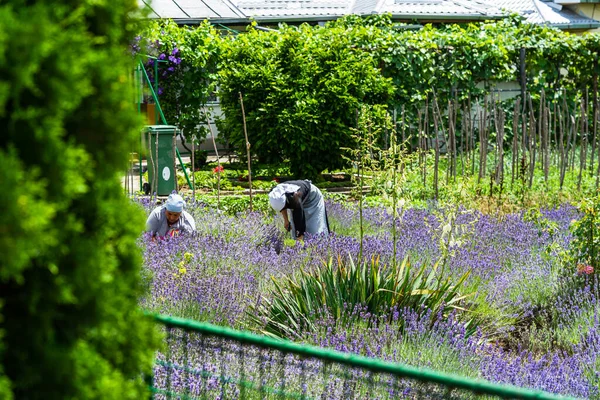 Jardiniers Femmes Récoltant Lavande Par Une Journée Ensoleillée Dans Village — Photo