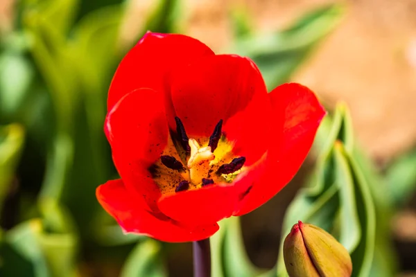 紧密的红色郁金香花隔离在模糊的背景下 郁金香大头照 — 图库照片